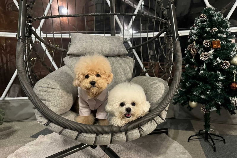 ハンギングチェアに座る2匹の可愛らしい犬とクリスマスツリー