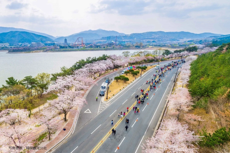 桜並木とウォーキング/マラソン