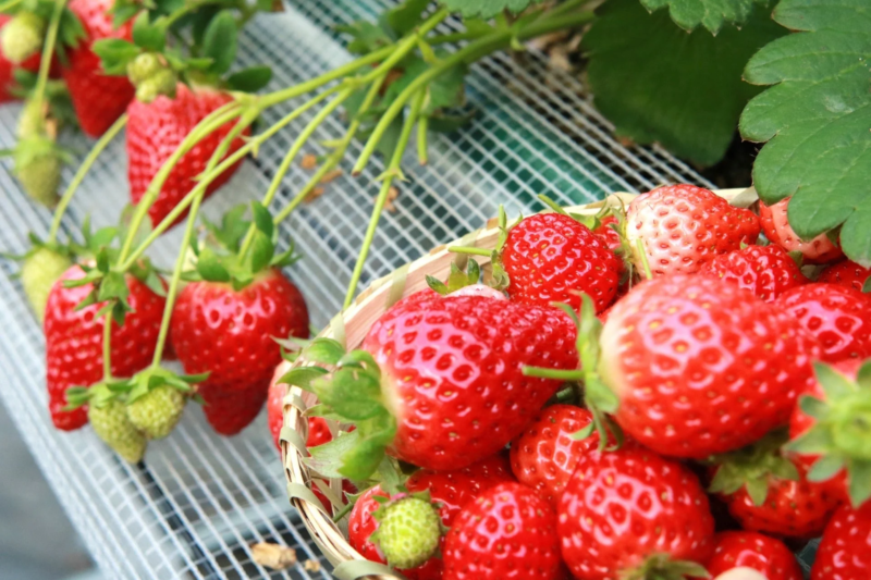 籠いっぱいのいちご