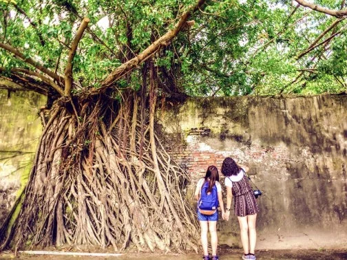 ガジュマルの木と古い壁