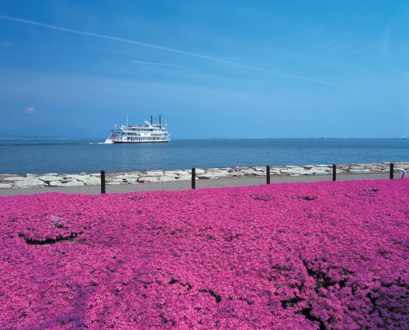 芝桜と遊覧船の画像