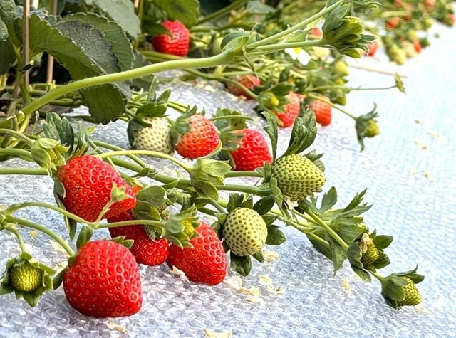 畑で栽培されるいちご