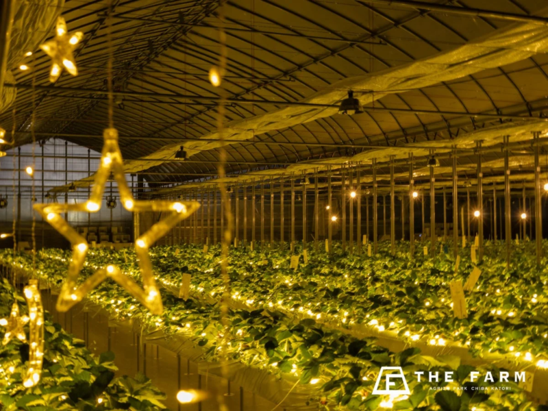 イルミネーションされた温室