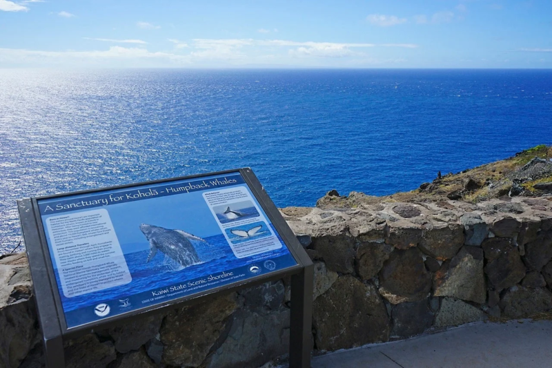 ザトウクジラ保護区の案内板と海
