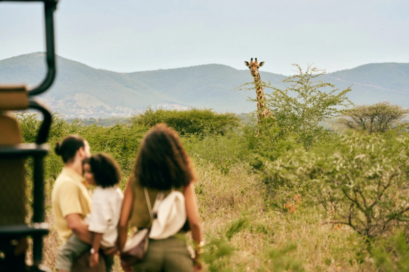 サファリのキリン