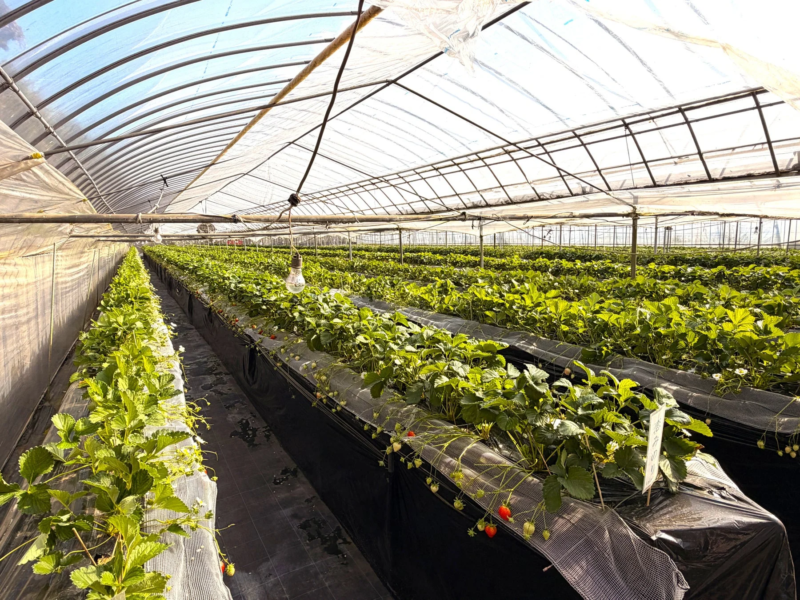 温室で栽培される恋みのり