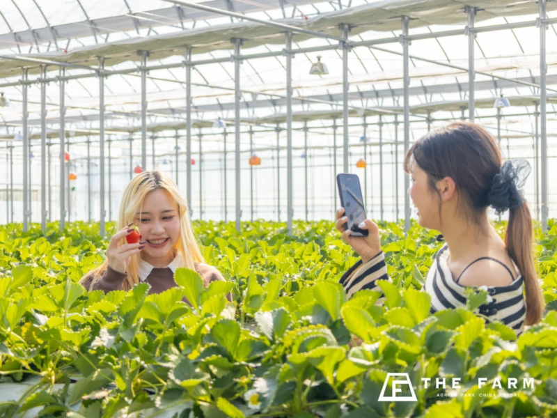 いちご狩りを楽しむ女性