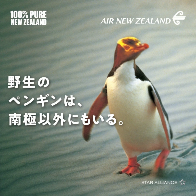 ダニーデンのペンギン