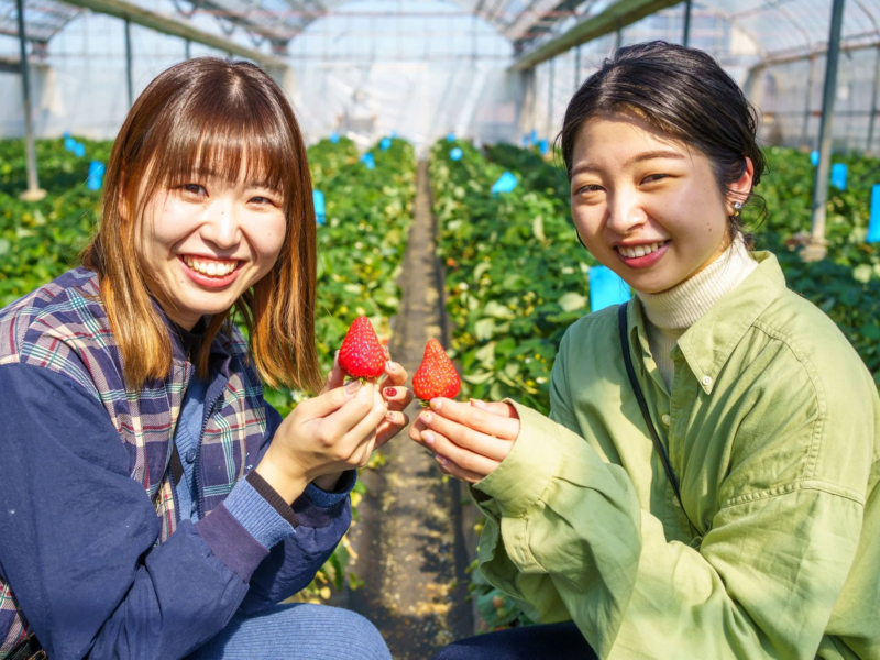 いちご狩りを楽しむ人々