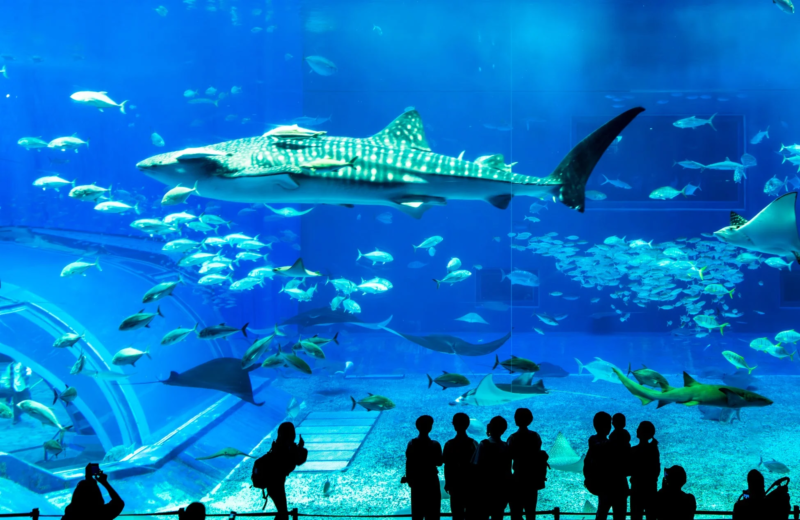 沖縄美ら海水族館