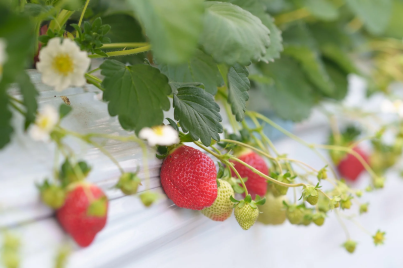 ハウス栽培のいちご
