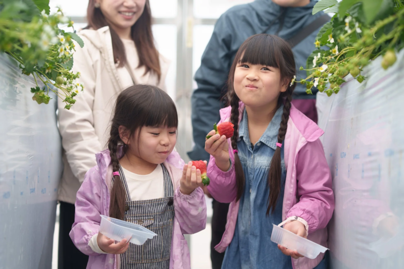 子供たちが農園でいちご狩りを楽しむ様子