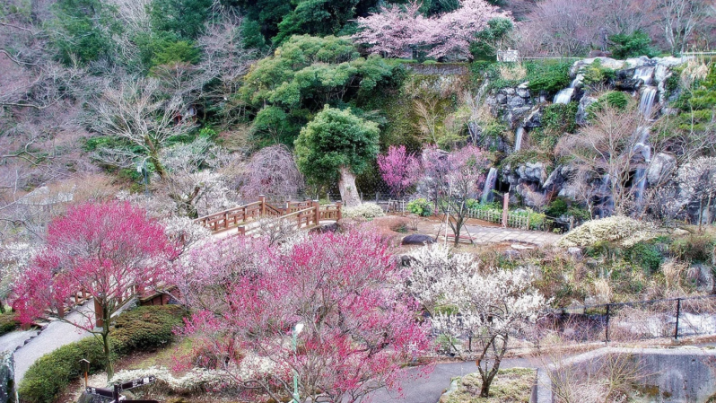梅や桜が咲く美しい日本庭園