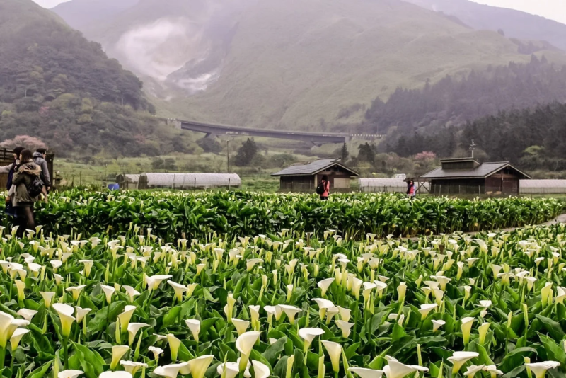 カラーリリーの花畑