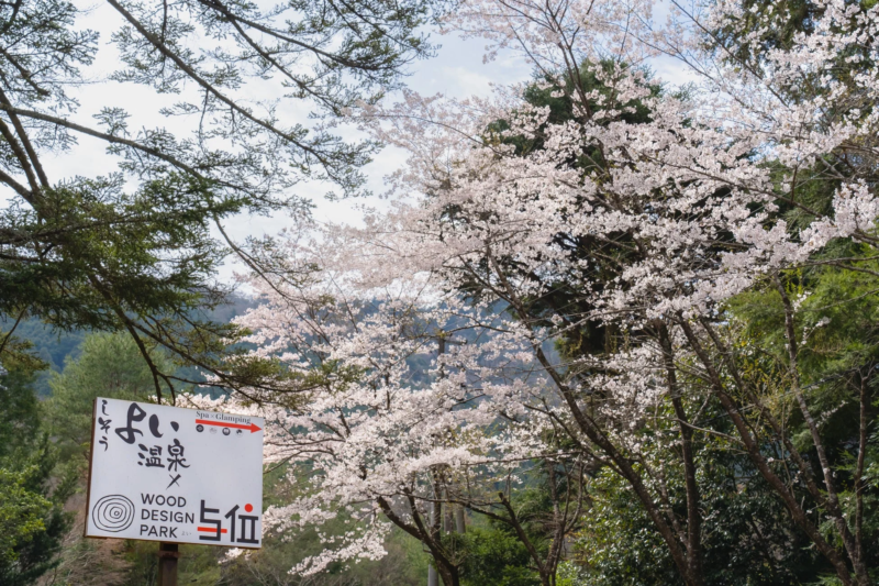 桜と看板