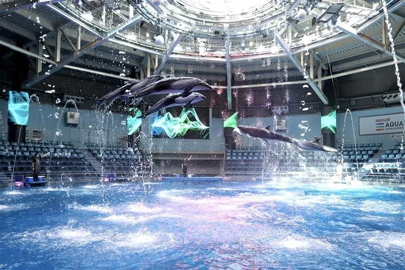 屋内施設で行われているイルカショーの様子
