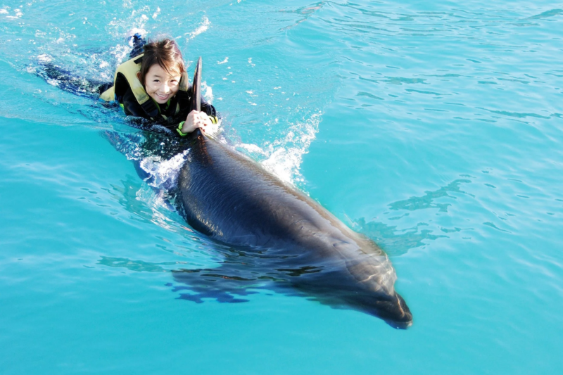 イルカと子供の触れ合い