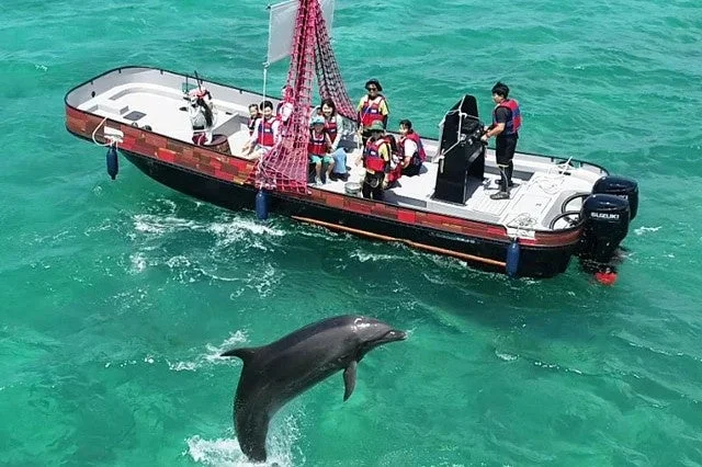 イルカがジャンプするボートツアー