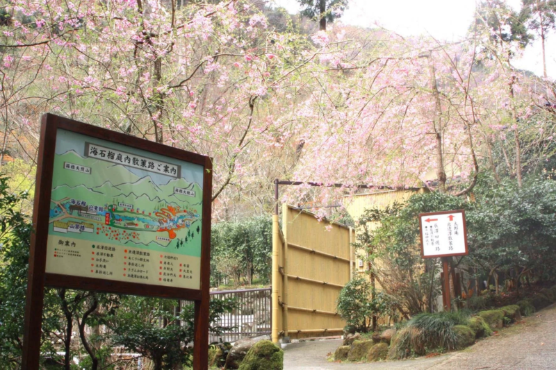 満開の桜が美しい日本の庭園の風景