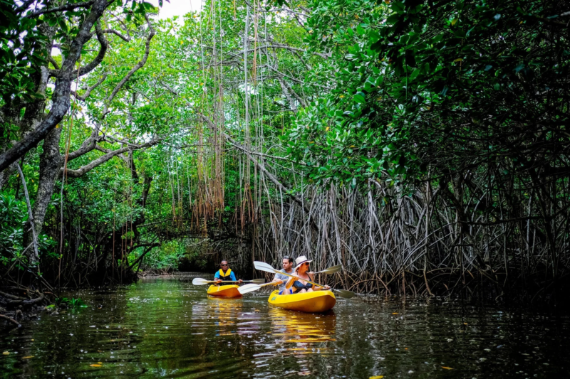 鬱蒼としたマングローブ林の狭い水路を、2艘の黄色いカヤックに乗った人々が漕ぎ進んでいる様子。