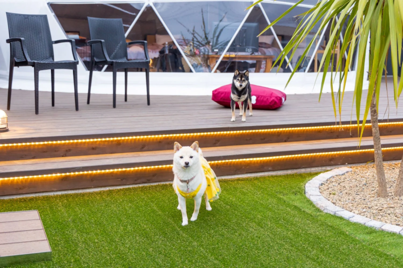 プライベートドッグランの柴犬