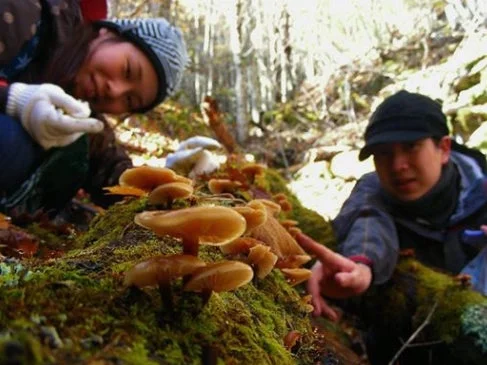 キノコ狩り体験