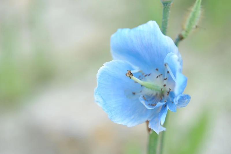 淡い水色の花（ヒマラヤの青いケシ）
