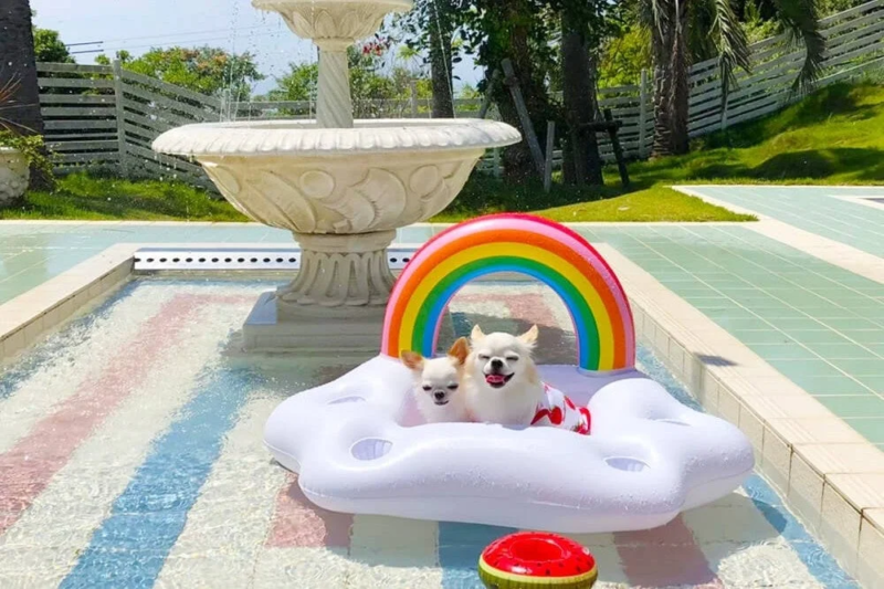 晴れた日にプールで遊ぶ2匹のチワワ