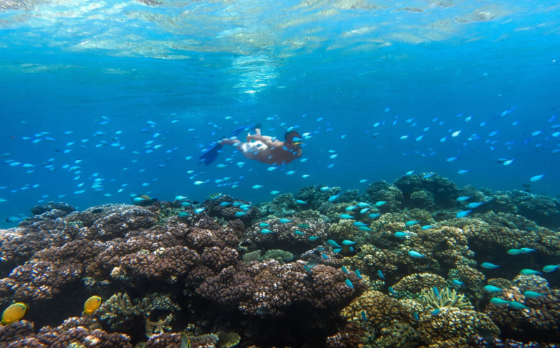 透明な青い海中で、シュノーケリングをする人がサンゴ礁の上を泳いでいます。無数の小さな青い魚が周囲を泳ぎ、美しい水中世界が広がっています。