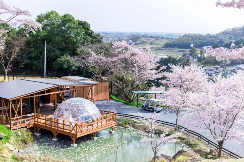 満開の桜が咲き誇る春の風景で、池の上に木製のデッキとドーム型テントが設置されたグランピング施設