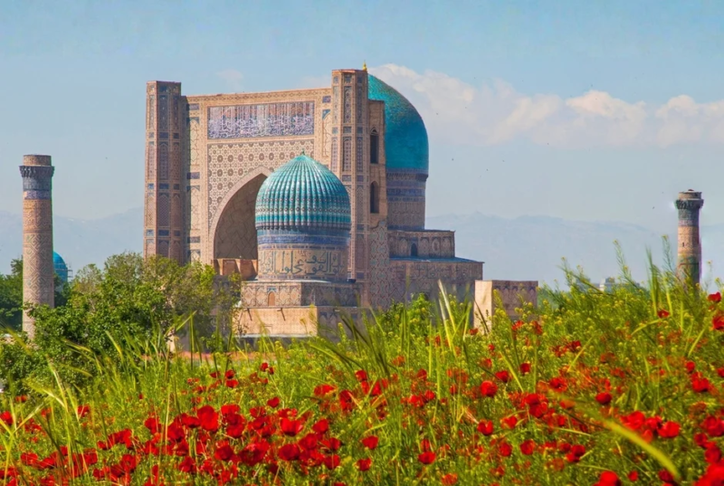 鮮やかな赤いポピーが咲き誇る緑の野原の向こうに、青いドームとミナレットが特徴的な歴史的建造物がそびえ立っています。中央アジア、ウズベキスタンのサマルカンドを思わせる美しい春の風景です。