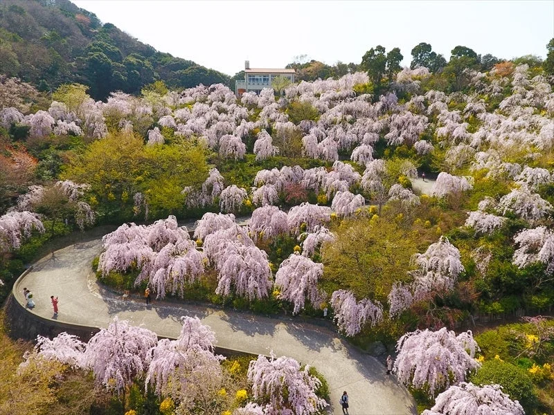 花見山 鳴門の桜