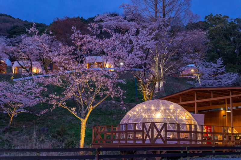 満開の桜がライトアップされた夜のグランピング施設