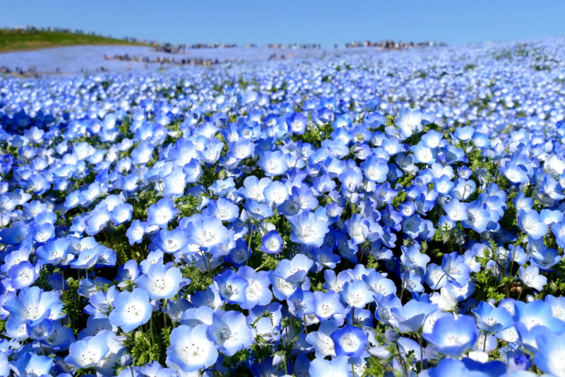 国営ひたち海浜公園のネモフィラ