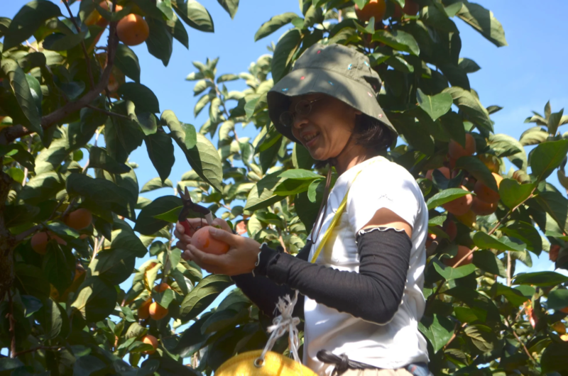 晴れた秋の日に、女性が柿の木から熟した柿を収穫している様子。
