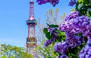 札幌テレビ塔とライラック