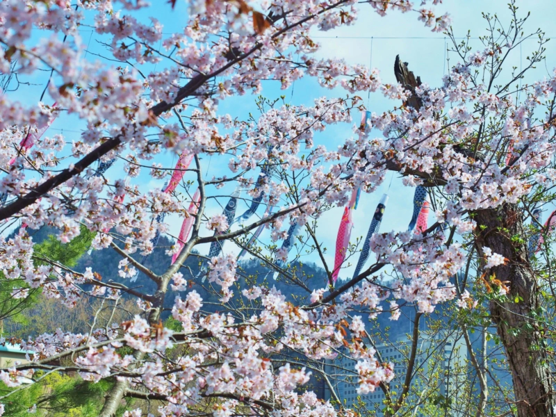 桜と鯉のぼり