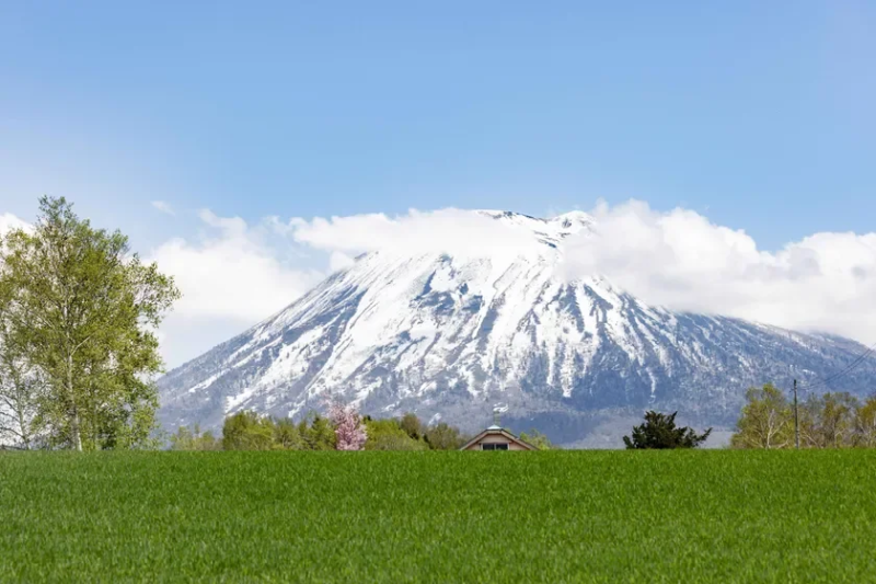 桜と羊蹄山