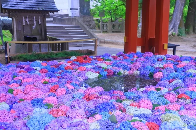神社か寺院の手水舎に、色とりどりの紫陽花が浮かべられた「花手水」の美しい光景