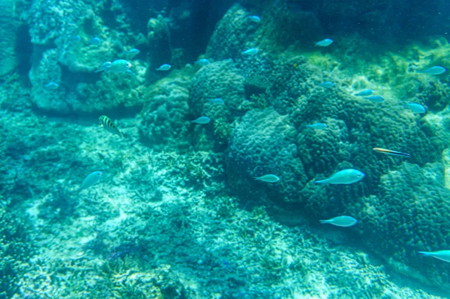 サンゴ礁と魚