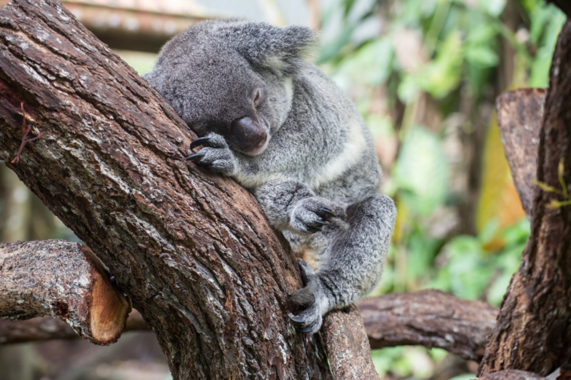 木の枝で眠るコアラ