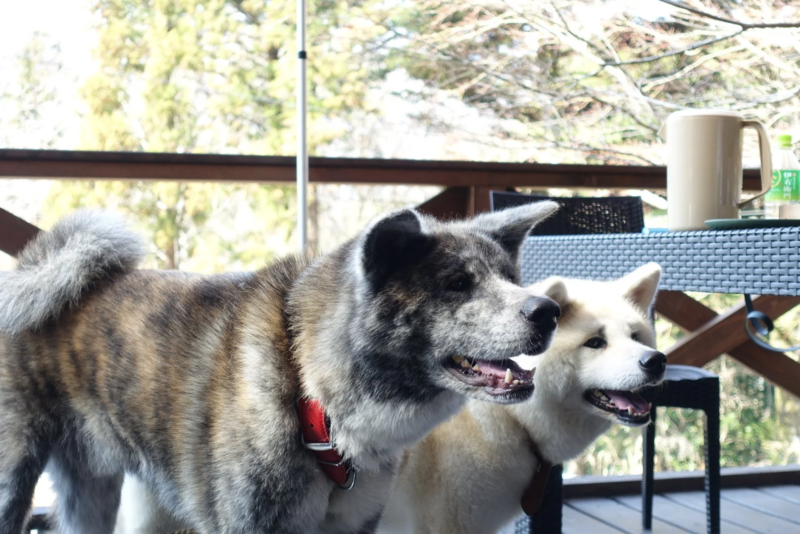 犬とアウトドア
