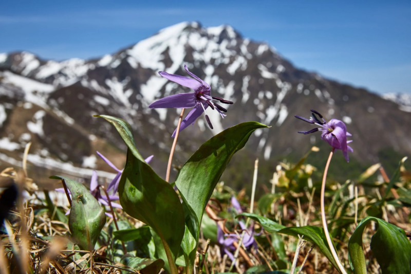 カタクリと雪山