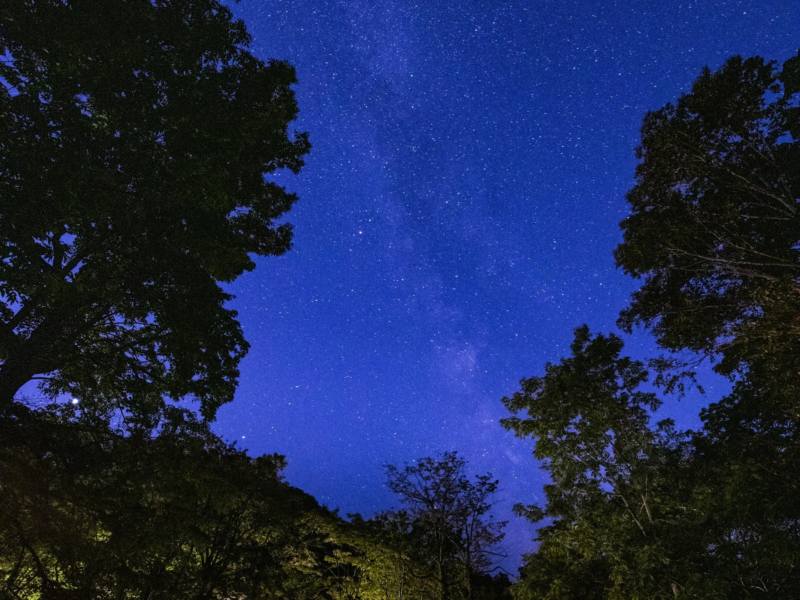 木々のシルエット越しに広がる、無数の星が輝く夜空の風景