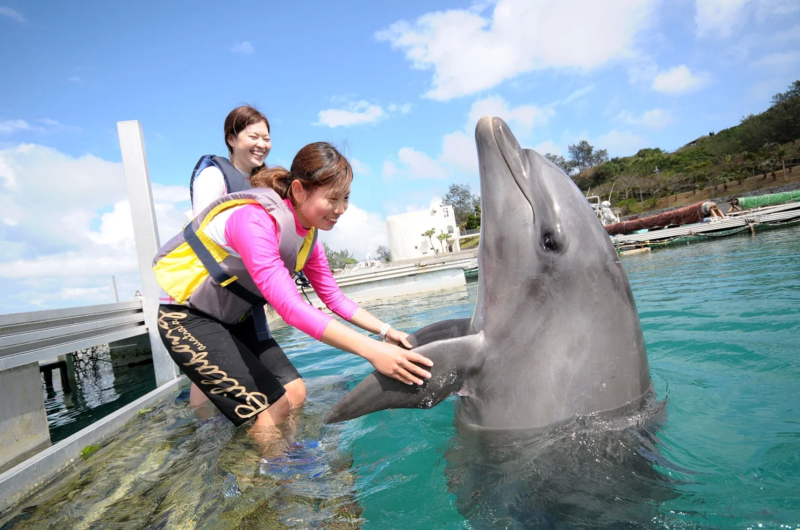 イルカと触れ合う体験