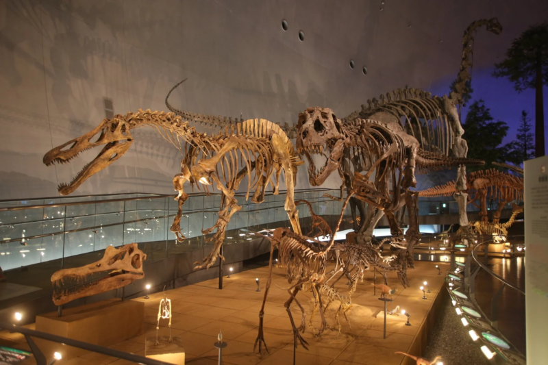 恐竜の骨格標本