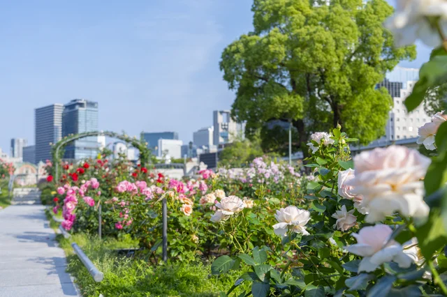 中之島公園のバラ園