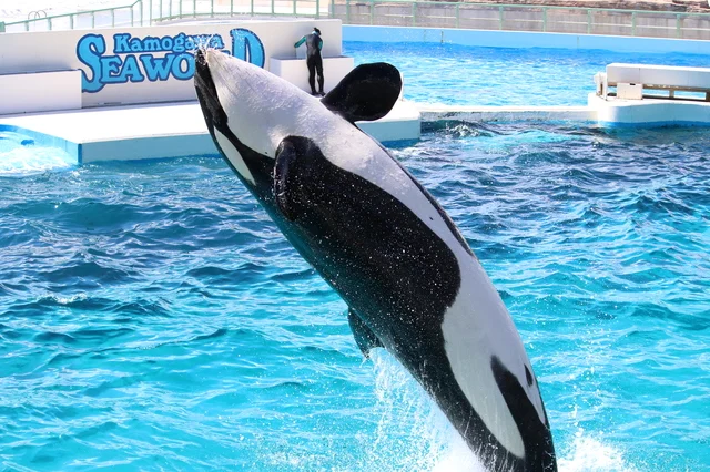 鴨川シーワールドで、巨大なシャチが水面から高くジャンプしている瞬間