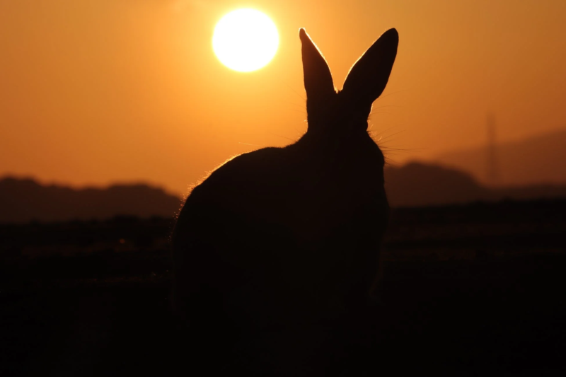 夕焼けとうさぎのシルエット