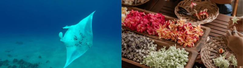 青い海を優雅に泳ぐマンタとプルメリアの花